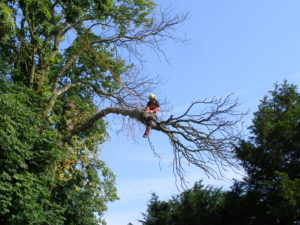 Démontage d'un arbre mort