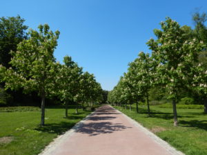 Drève de jeunes marronniers