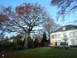 Un bel arbre est un atout majeur pour une propriété.