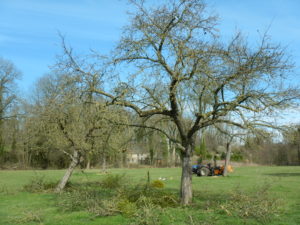 Élagage d'un vieux pommier