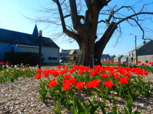 La zone de paillage peut être plantée de vivace ou de bulbe.