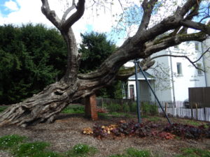 Béquille en acier pour le vieux catalpa de la maison Losseau à Mons.