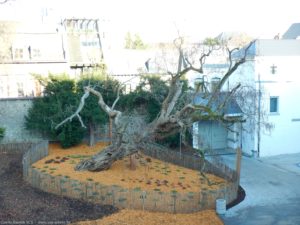 Périmètre de protection autour du catalpa de la maison Losseau à Mons